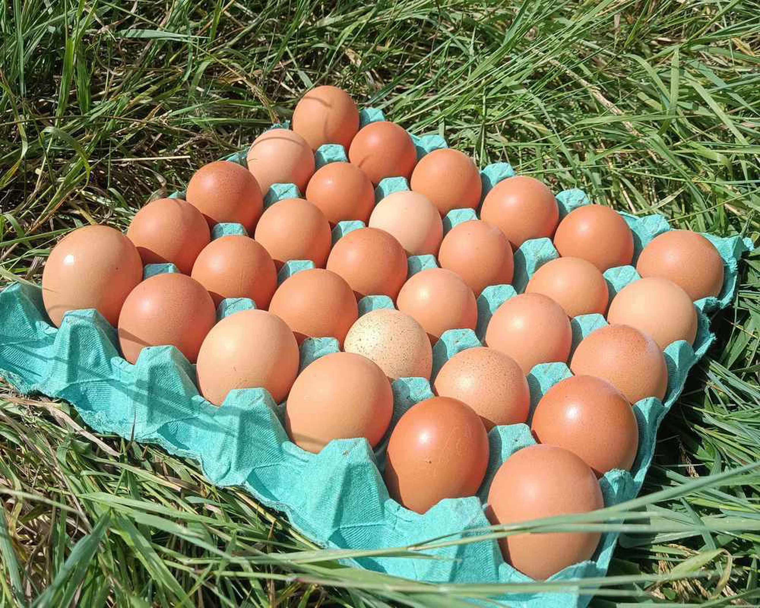 30 Organic Pullet Eggs - Tray